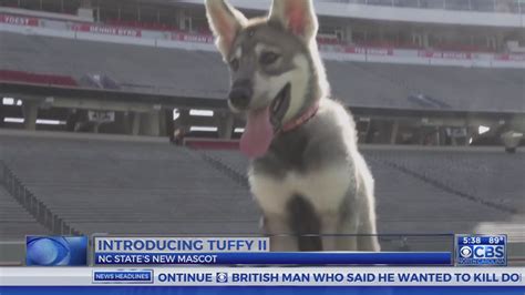 The Evolution of NC State's Live Mascot: From Tuffy I to Tuffy II